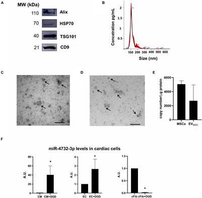 miR-4732-3p in Extracellular Vesicles From Mesenchymal Stromal Cells Is Cardioprotective During Myocardial Ischemia